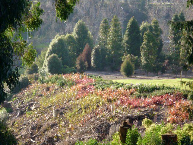 Kauri Grove bank in flax. July 2010. Cambridge Tree Trust